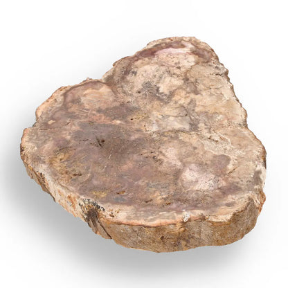 Get your Polished Madagascar Petrified Wood Slice – Ancient Fossil online now or in store at Forever Gems in Franschhoek, South Africa