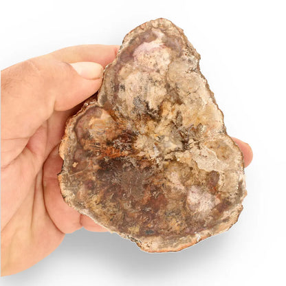 Get your Polished Madagascar Petrified Wood Slice – Ancient Fossil online now or in store at Forever Gems in Franschhoek, South Africa