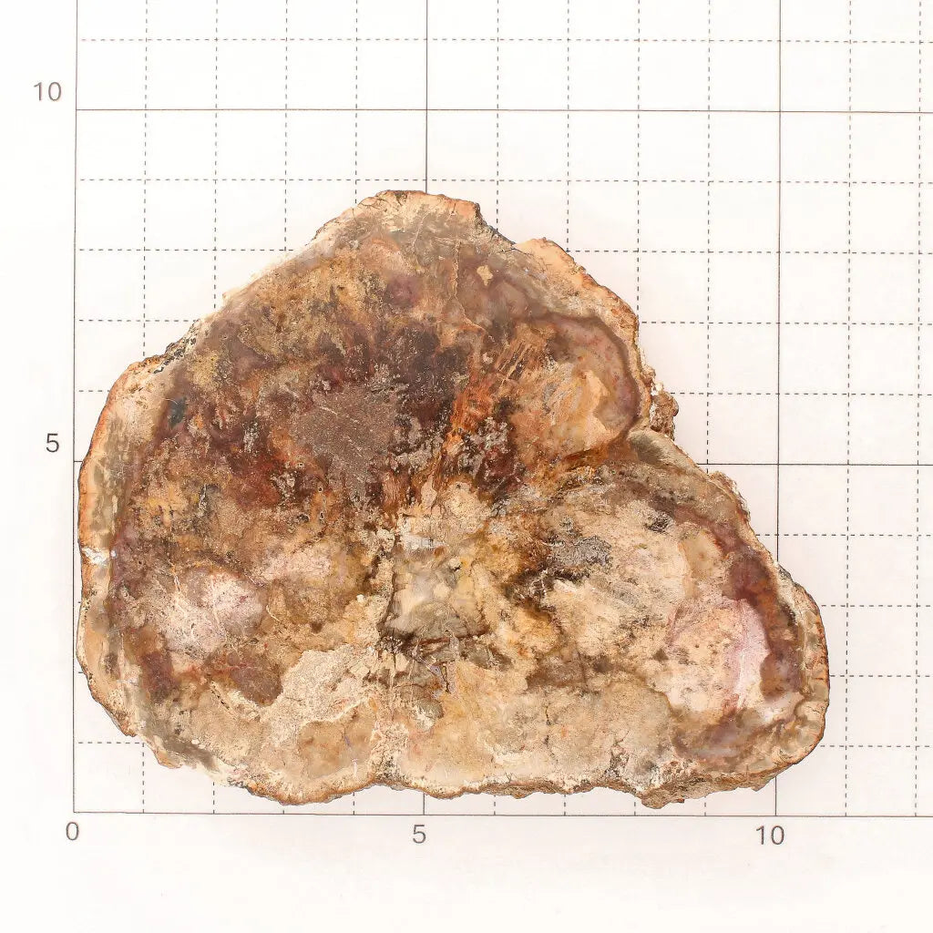 Get your Polished Madagascar Petrified Wood Slice – Ancient Fossil online now or in store at Forever Gems in Franschhoek, South Africa