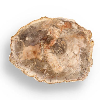 Get your Madagascar Polished Petrified Wood – Unique Fossil Slice online now or in store at Forever Gems in Franschhoek, South Africa