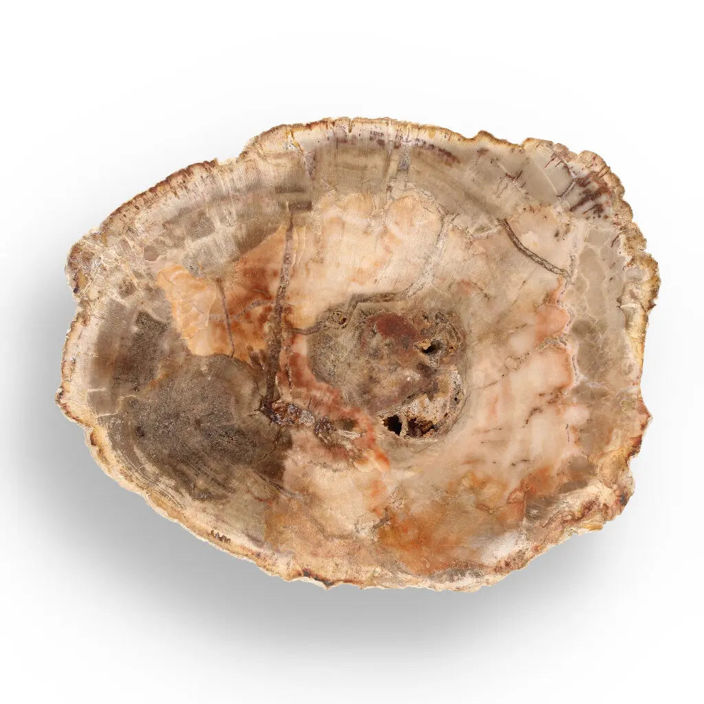 Get your Madagascar Polished Petrified Wood – Unique Fossil Slice online now or in store at Forever Gems in Franschhoek, South Africa