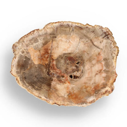 Get your Madagascar Polished Petrified Wood – Unique Fossil Slice online now or in store at Forever Gems in Franschhoek, South Africa