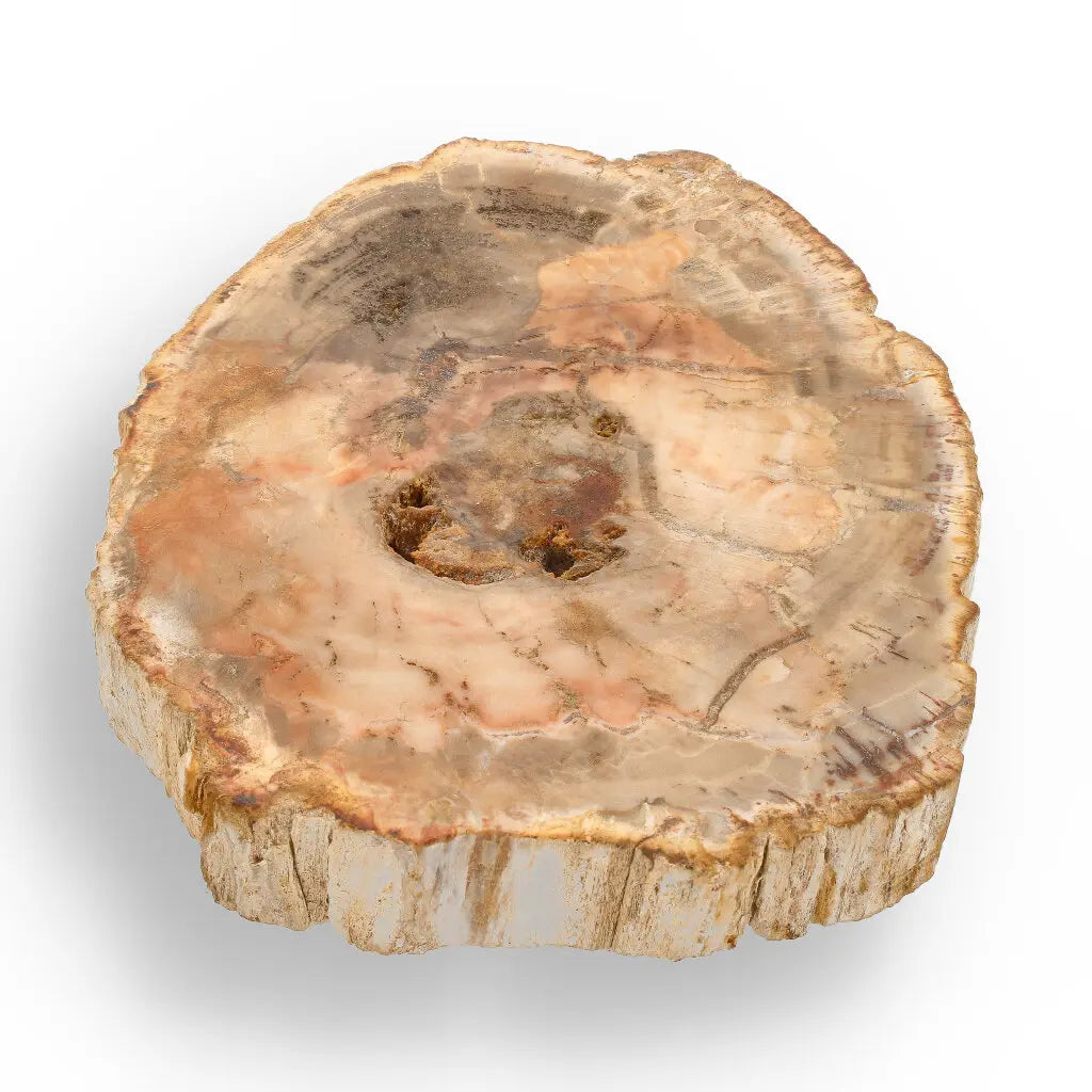 Get your Madagascar Polished Petrified Wood – Unique Fossil Slice online now or in store at Forever Gems in Franschhoek, South Africa