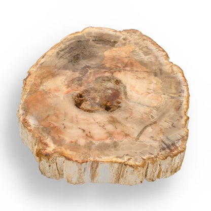 Get your Madagascar Polished Petrified Wood – Unique Fossil Slice online now or in store at Forever Gems in Franschhoek, South Africa