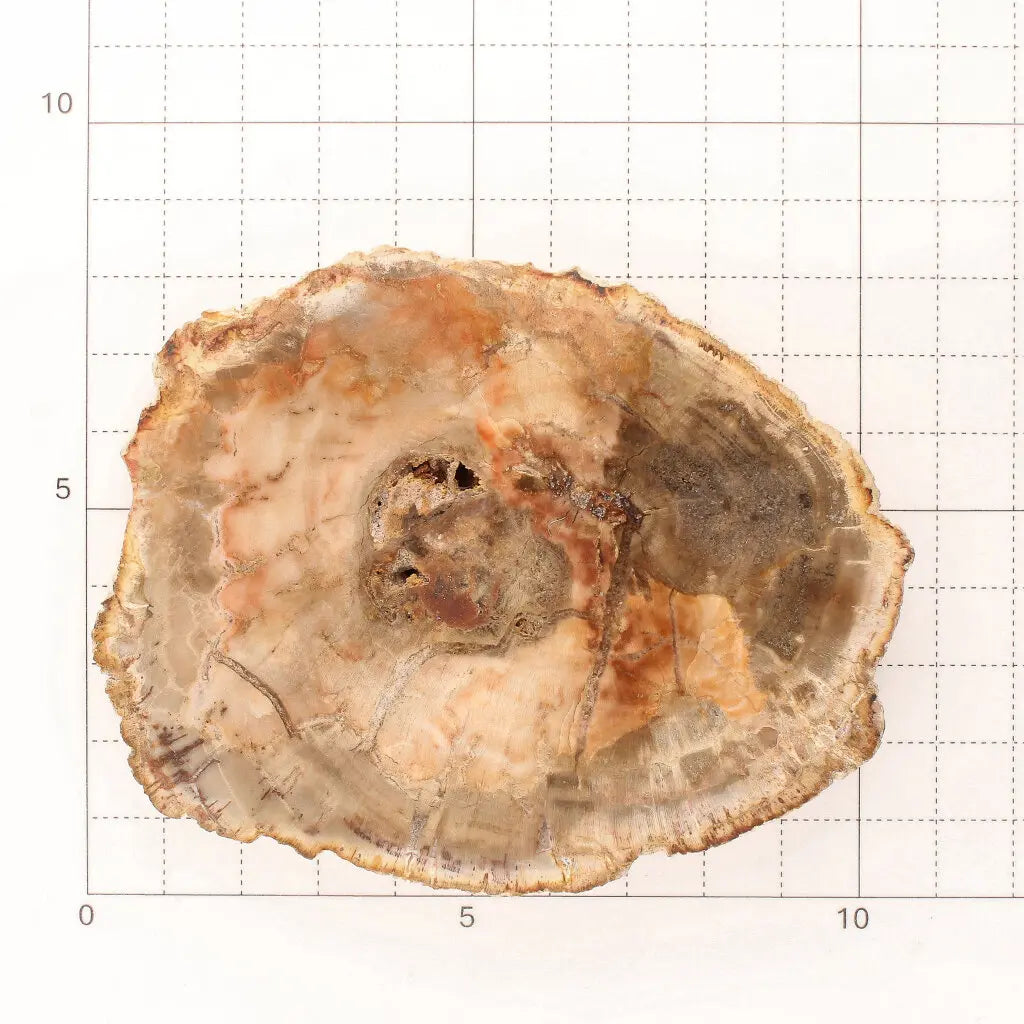 Get your Madagascar Polished Petrified Wood – Unique Fossil Slice online now or in store at Forever Gems in Franschhoek, South Africa