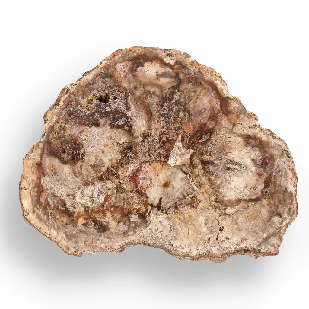 Get your Stunning Polished Petrified Wood from Mahajanga, Madagascar online now or in store at Forever Gems in Franschhoek, South Africa