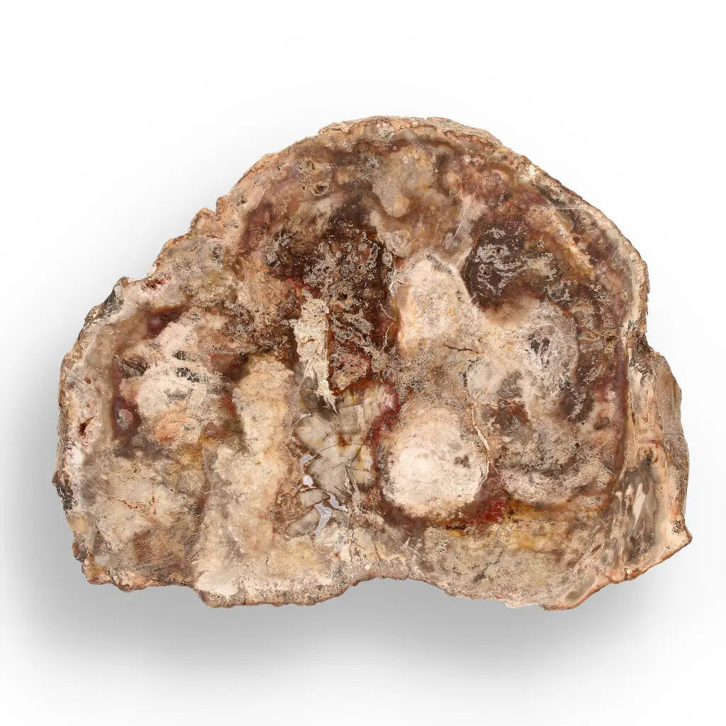 Get your Stunning Polished Petrified Wood from Mahajanga, Madagascar online now or in store at Forever Gems in Franschhoek, South Africa