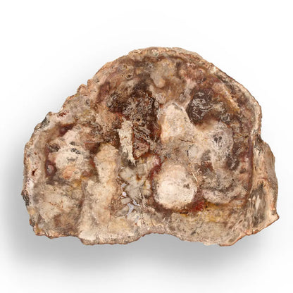 Get your Stunning Polished Petrified Wood from Mahajanga, Madagascar online now or in store at Forever Gems in Franschhoek, South Africa