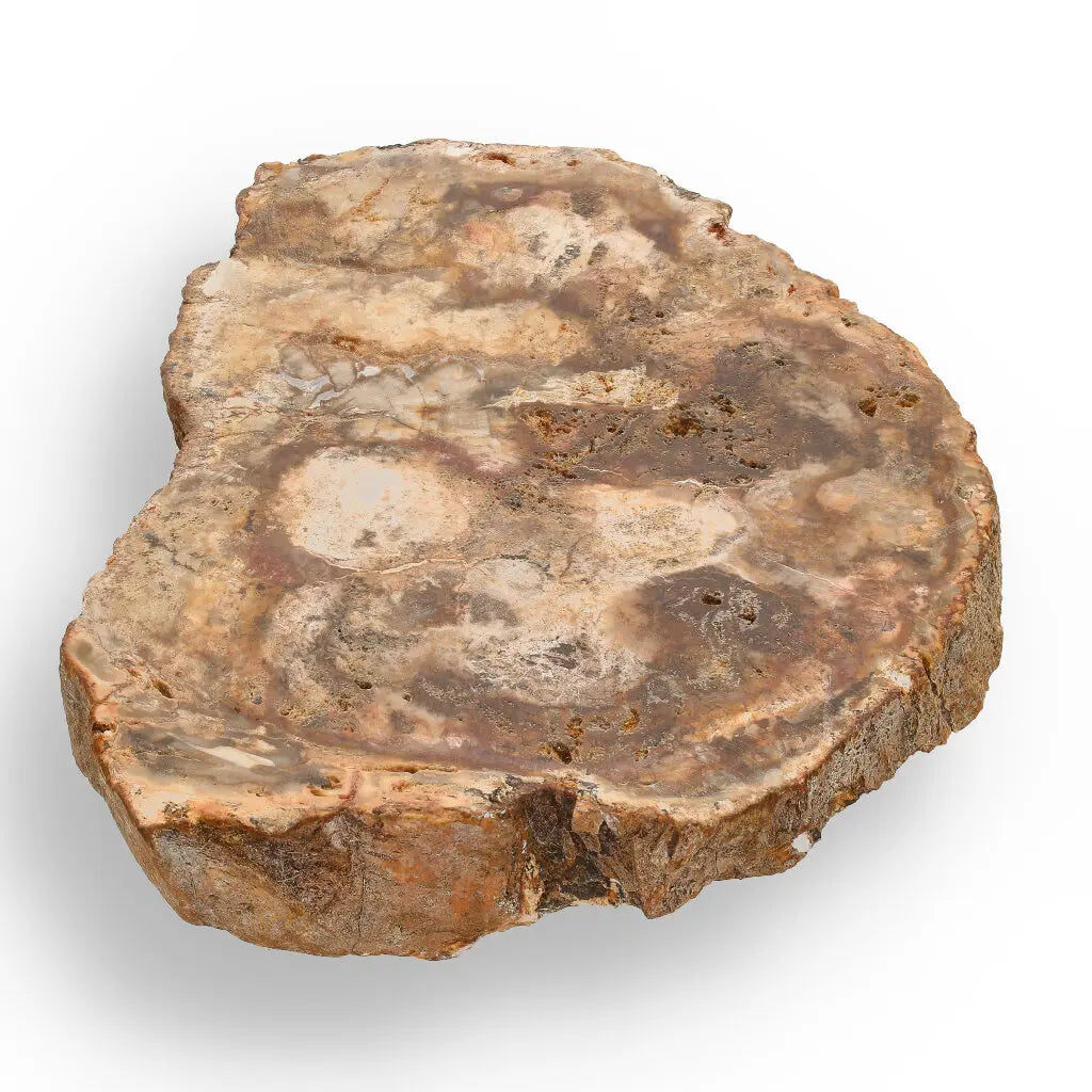 Get your Stunning Polished Petrified Wood from Mahajanga, Madagascar online now or in store at Forever Gems in Franschhoek, South Africa