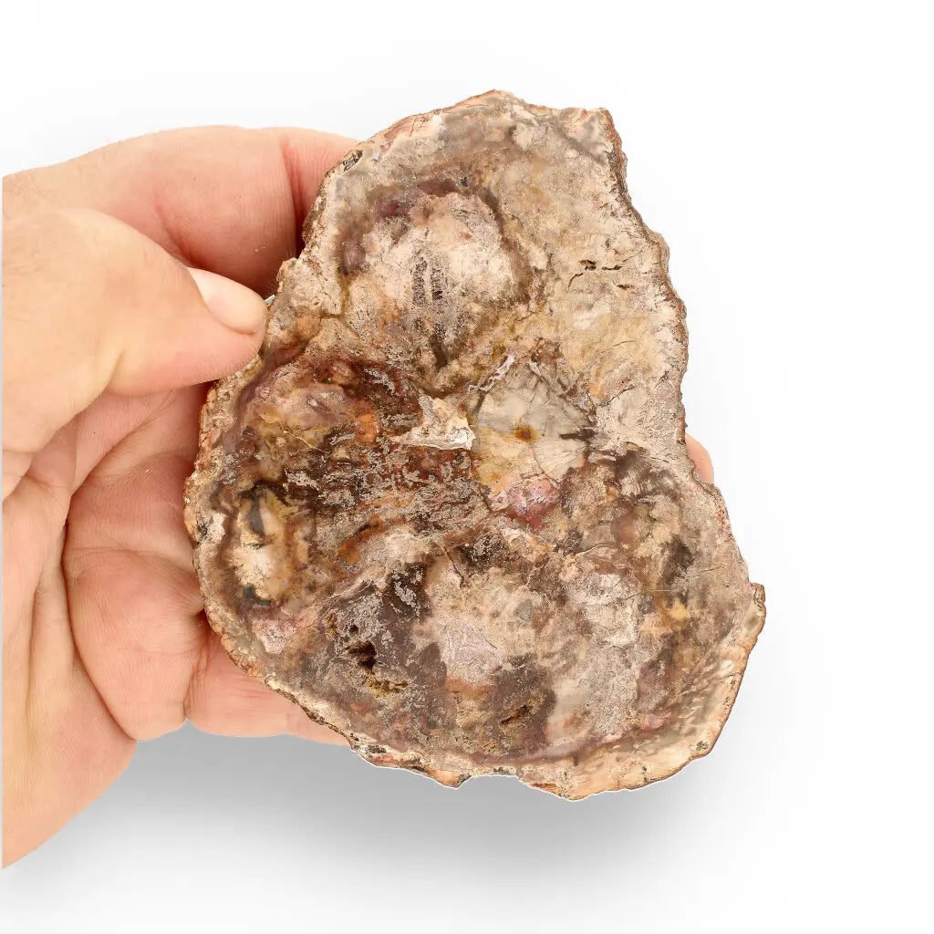 Get your Stunning Polished Petrified Wood from Mahajanga, Madagascar online now or in store at Forever Gems in Franschhoek, South Africa