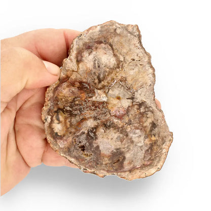 Get your Stunning Polished Petrified Wood from Mahajanga, Madagascar online now or in store at Forever Gems in Franschhoek, South Africa