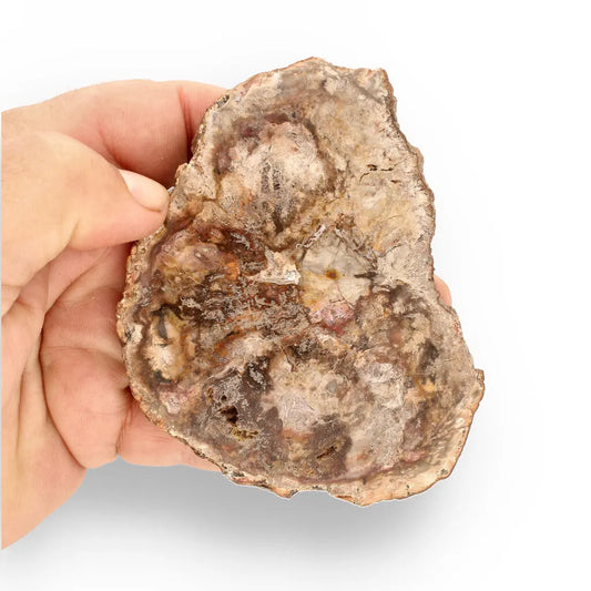 Get your Stunning Polished Petrified Wood from Mahajanga, Madagascar online now or in store at Forever Gems in Franschhoek, South Africa