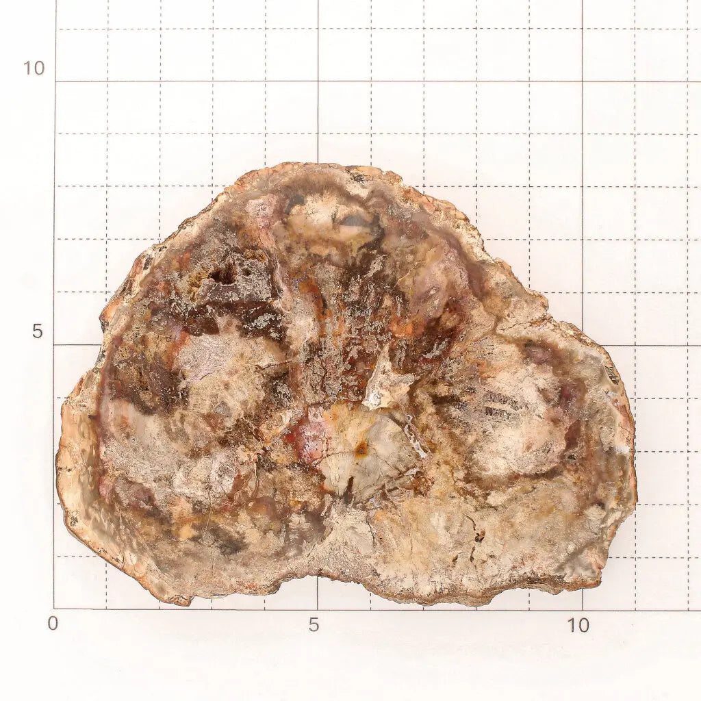 Get your Stunning Polished Petrified Wood from Mahajanga, Madagascar online now or in store at Forever Gems in Franschhoek, South Africa