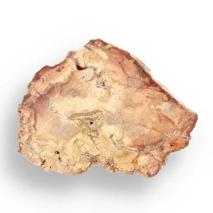 Get your Small Polished Petrified Wood Slice from Mahajanga, Madagascar online now or in store at Forever Gems in Franschhoek, South Africa