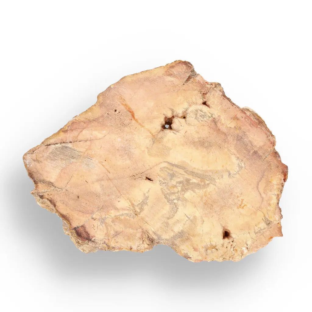 Get your Small Polished Petrified Wood Slice from Mahajanga, Madagascar online now or in store at Forever Gems in Franschhoek, South Africa