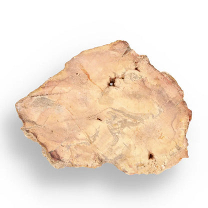 Get your Small Polished Petrified Wood Slice from Mahajanga, Madagascar online now or in store at Forever Gems in Franschhoek, South Africa