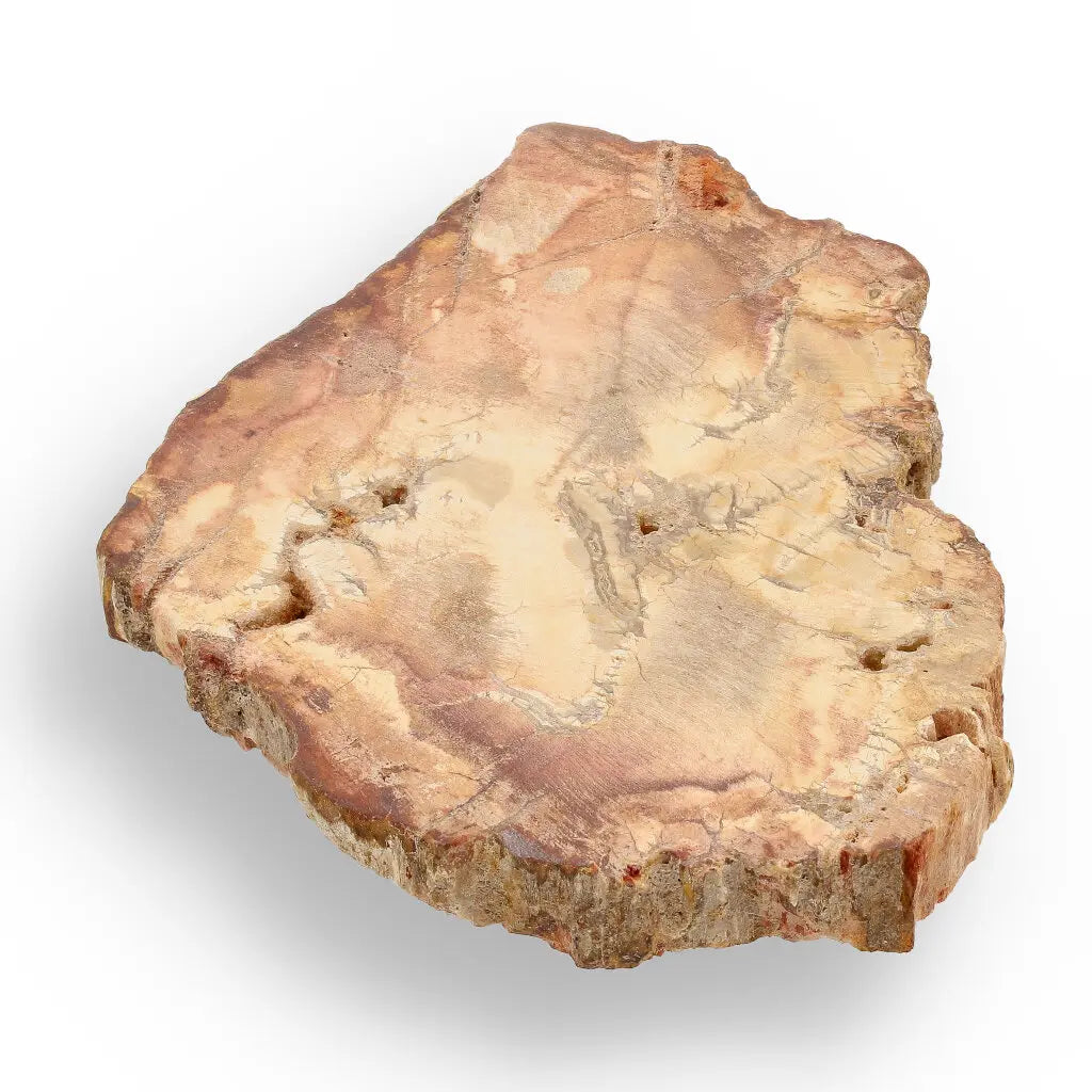 Get your Small Polished Petrified Wood Slice from Mahajanga, Madagascar online now or in store at Forever Gems in Franschhoek, South Africa