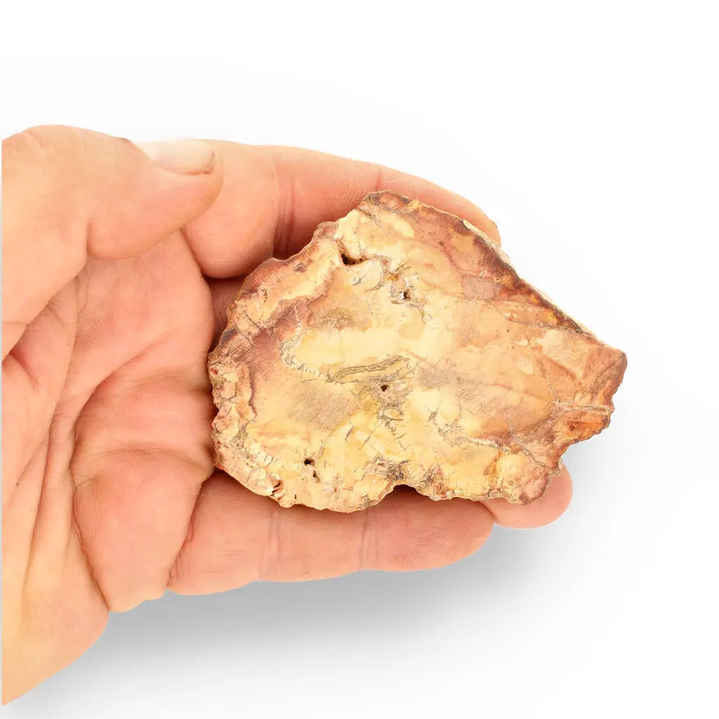 Get your Small Polished Petrified Wood Slice from Mahajanga, Madagascar online now or in store at Forever Gems in Franschhoek, South Africa