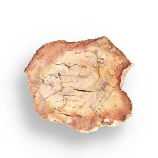 Get your Mahajanga Small Petrified Wood Slice – Polished Fossil Beauty online now or in store at Forever Gems in Franschhoek, South Africa