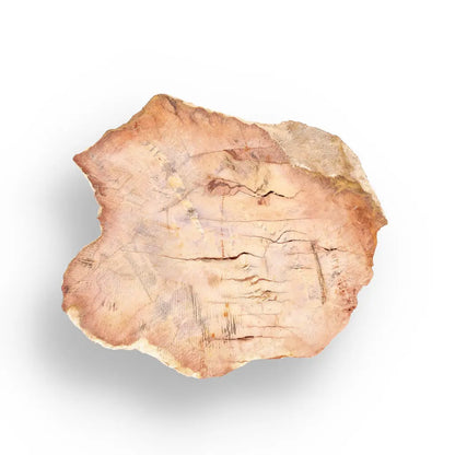 Get your Mahajanga Small Petrified Wood Slice – Polished Fossil Beauty online now or in store at Forever Gems in Franschhoek, South Africa