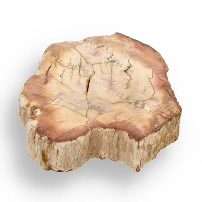 Get your Mahajanga Small Petrified Wood Slice – Polished Fossil Beauty online now or in store at Forever Gems in Franschhoek, South Africa