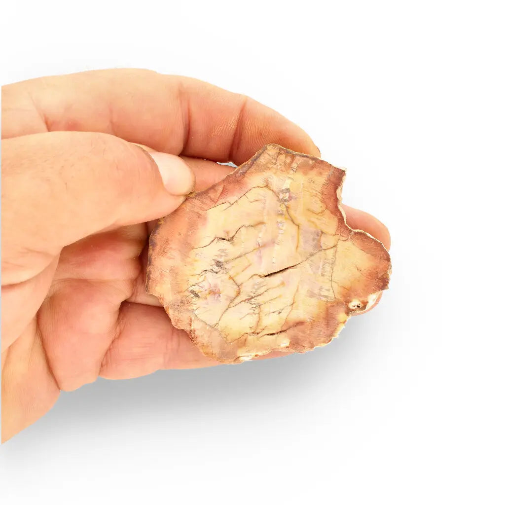 Get your Mahajanga Small Petrified Wood Slice – Polished Fossil Beauty online now or in store at Forever Gems in Franschhoek, South Africa