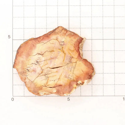 Get your Mahajanga Small Petrified Wood Slice – Polished Fossil Beauty online now or in store at Forever Gems in Franschhoek, South Africa