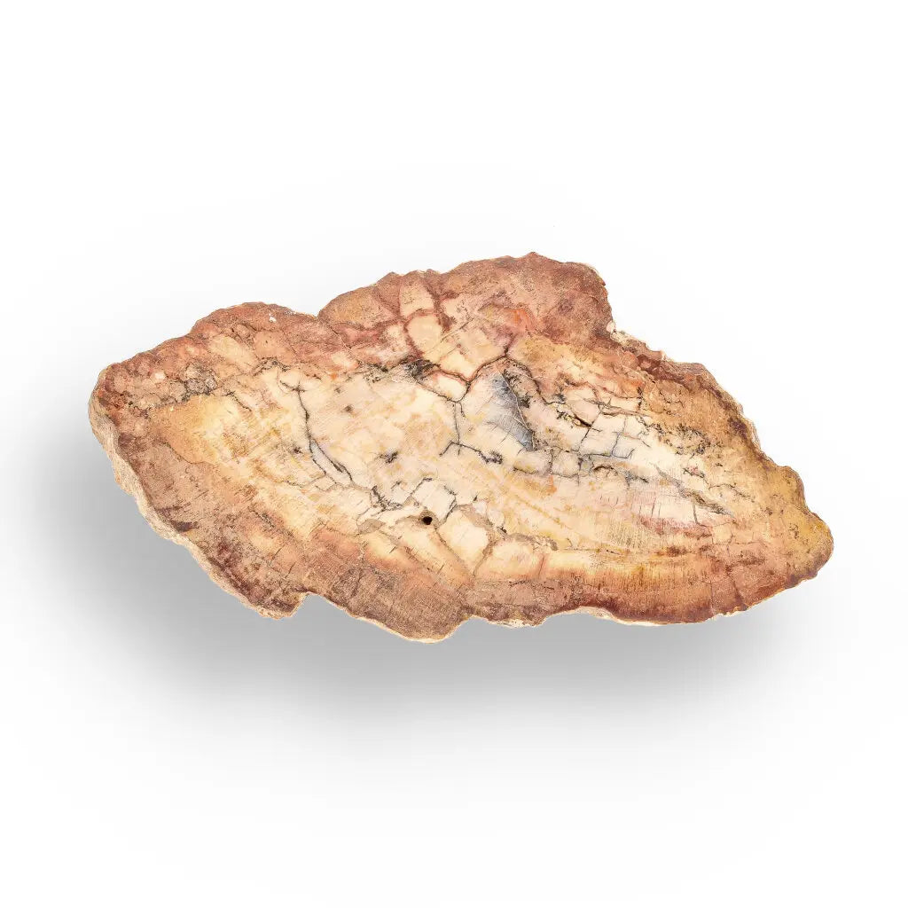 Get your Mini Polished Petrified Wood Slice from Madagascar Fossil Beds online now or in store at Forever Gems in Franschhoek, South Africa