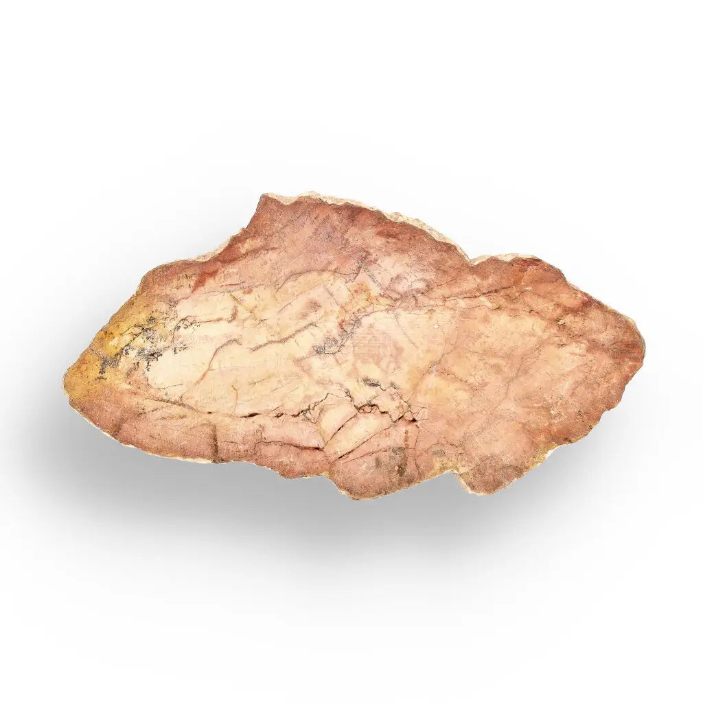 Get your Mini Polished Petrified Wood Slice from Madagascar Fossil Beds online now or in store at Forever Gems in Franschhoek, South Africa