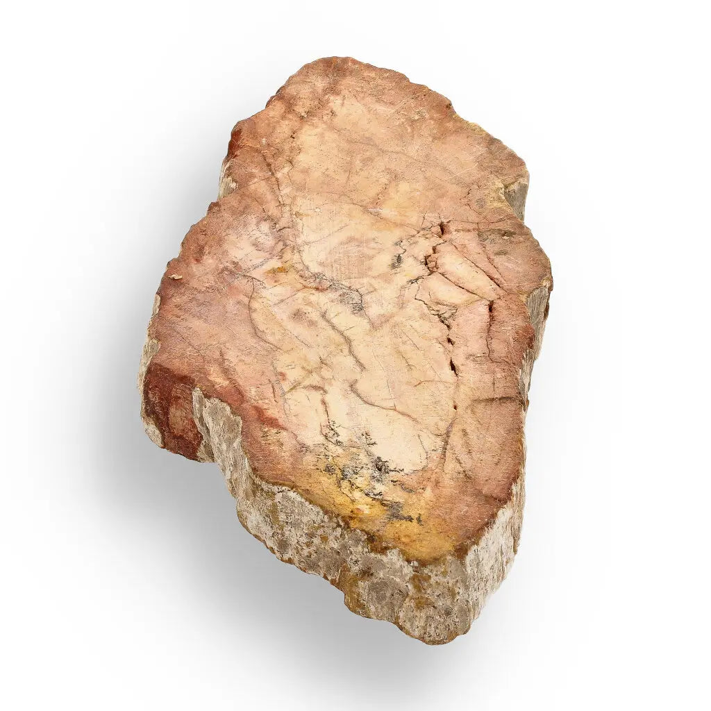 Get your Mini Polished Petrified Wood Slice from Madagascar Fossil Beds online now or in store at Forever Gems in Franschhoek, South Africa