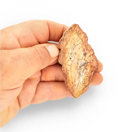 Get your Mini Polished Petrified Wood Slice from Madagascar Fossil Beds online now or in store at Forever Gems in Franschhoek, South Africa