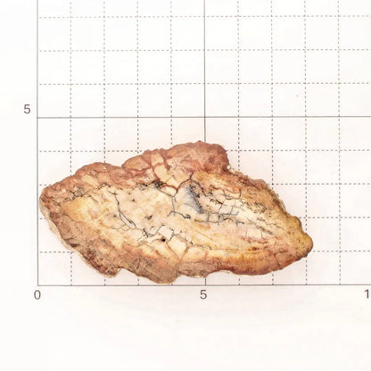 Get your Mini Polished Petrified Wood Slice from Madagascar Fossil Beds online now or in store at Forever Gems in Franschhoek, South Africa