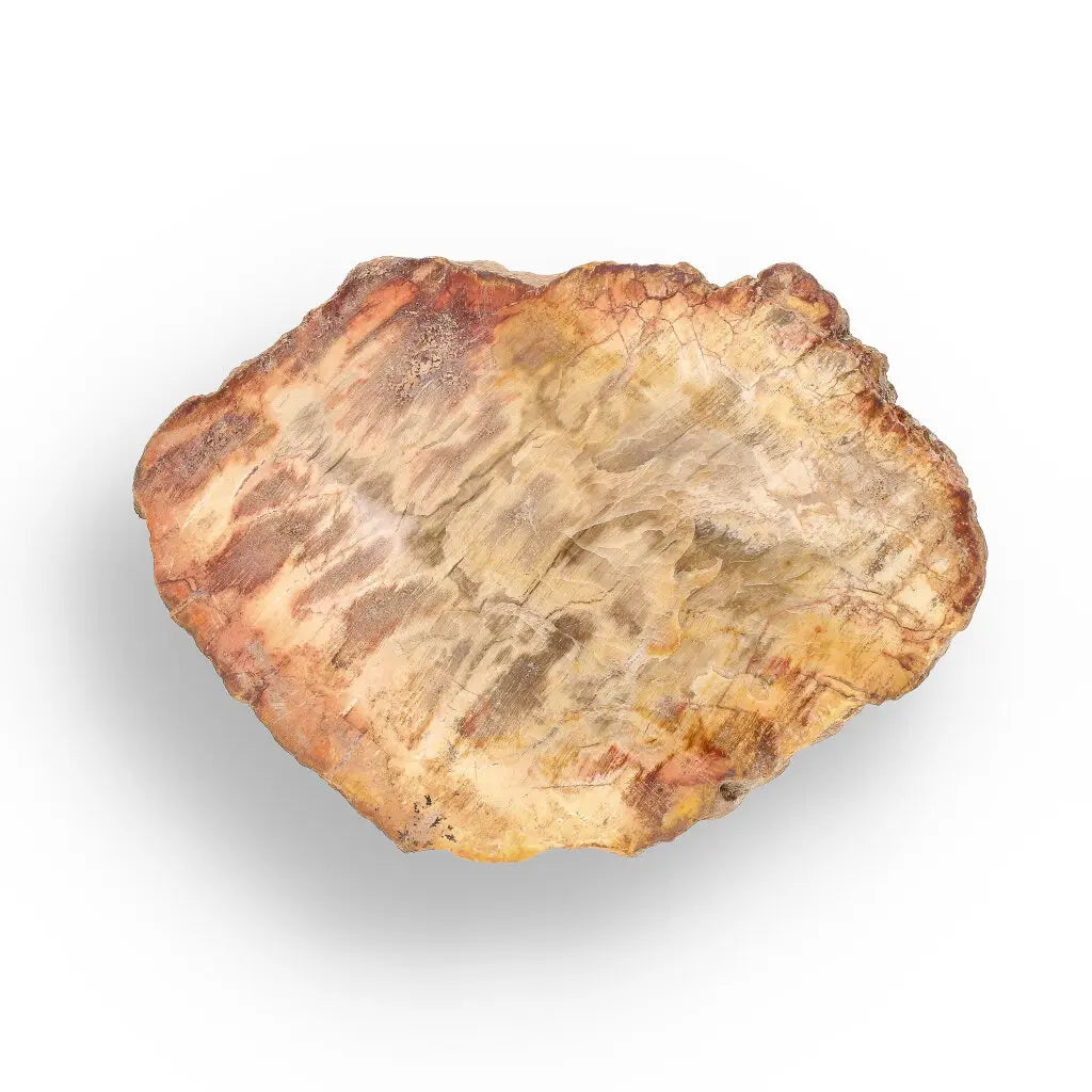 Get your Small Fossilised Wood Slice from Mahajanga – Polished Finish online now or in store at Forever Gems in Franschhoek, South Africa