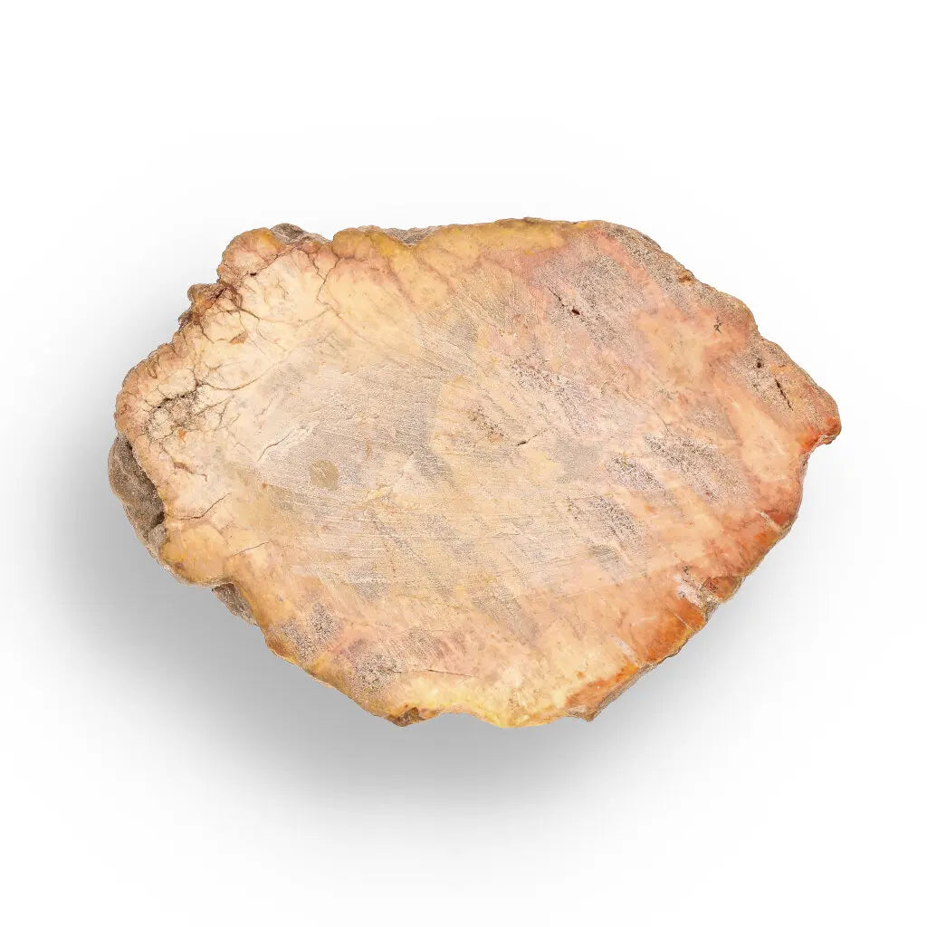 Get your Small Fossilised Wood Slice from Mahajanga – Polished Finish online now or in store at Forever Gems in Franschhoek, South Africa