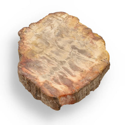 Get your Small Fossilised Wood Slice from Mahajanga – Polished Finish online now or in store at Forever Gems in Franschhoek, South Africa
