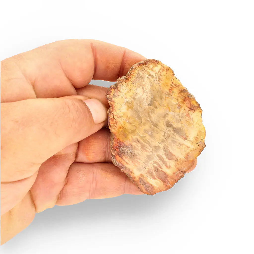 Get your Small Fossilised Wood Slice from Mahajanga – Polished Finish online now or in store at Forever Gems in Franschhoek, South Africa