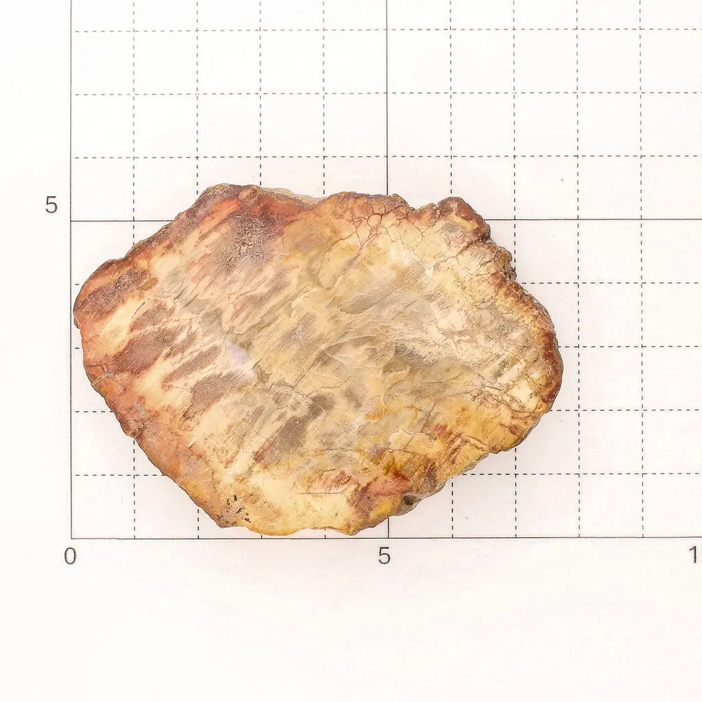 Get your Small Fossilised Wood Slice from Mahajanga – Polished Finish online now or in store at Forever Gems in Franschhoek, South Africa