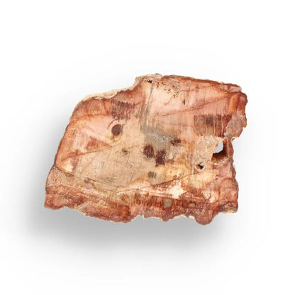 Get your Compact Madagascar Petrified Wood Slice – Polished Display online now or in store at Forever Gems in Franschhoek, South Africa