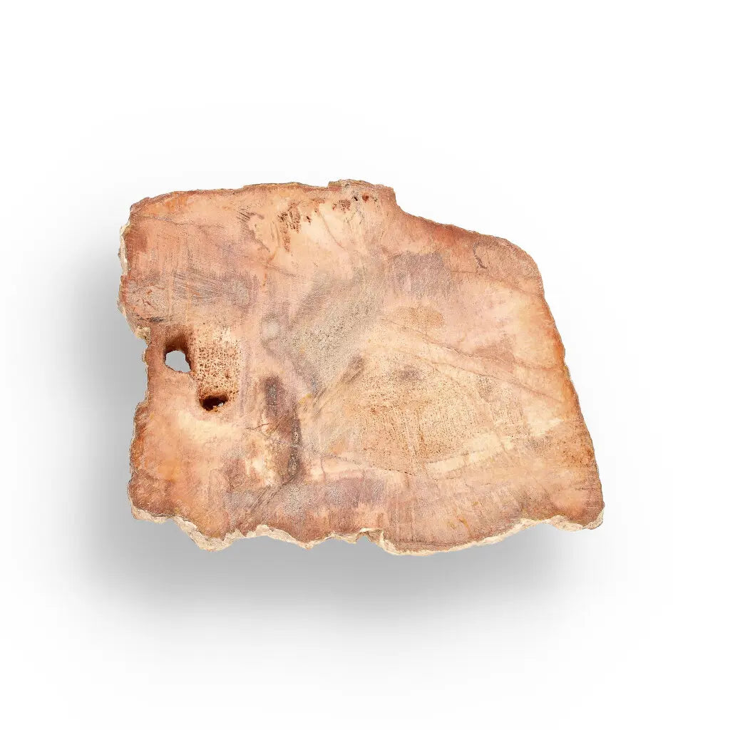 Get your Compact Madagascar Petrified Wood Slice – Polished Display online now or in store at Forever Gems in Franschhoek, South Africa