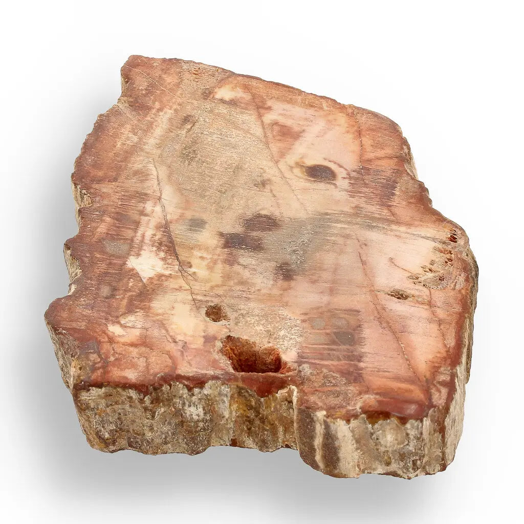 Get your Compact Madagascar Petrified Wood Slice – Polished Display online now or in store at Forever Gems in Franschhoek, South Africa