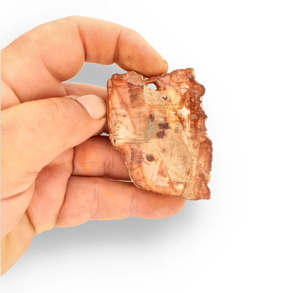 Get your Compact Madagascar Petrified Wood Slice – Polished Display online now or in store at Forever Gems in Franschhoek, South Africa