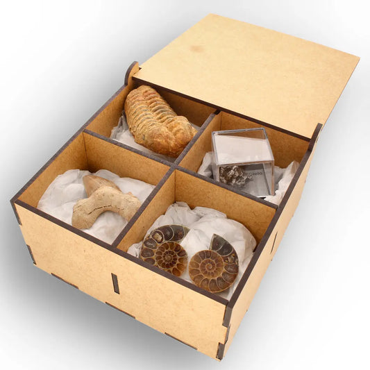 Get your From Ancient Seas to Falling Stars – A Fossil & Meteorite Treasure Chest online now or in store at Forever Gems in Franschhoek, South Africa