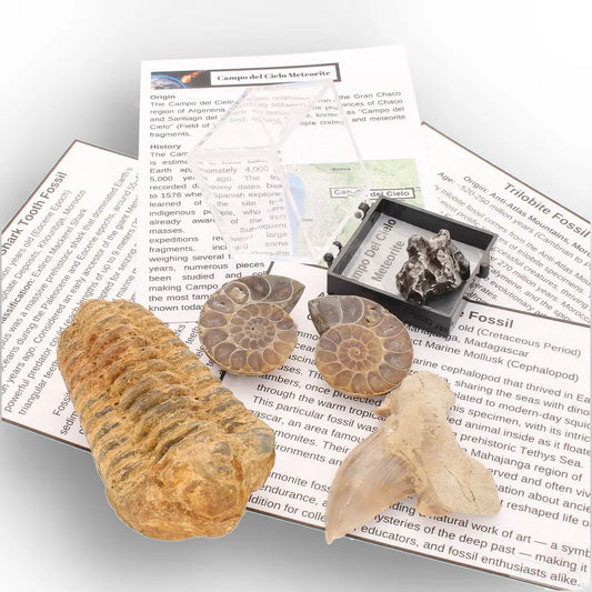 Get your From Ancient Seas to Falling Stars – A Fossil & Meteorite Treasure Chest online now or in store at Forever Gems in Franschhoek, South Africa