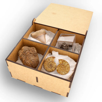 Get your From Ancient Seas to Falling Stars – A Fossil & Meteorite Treasure Chest online now or in store at Forever Gems in Franschhoek, South Africa