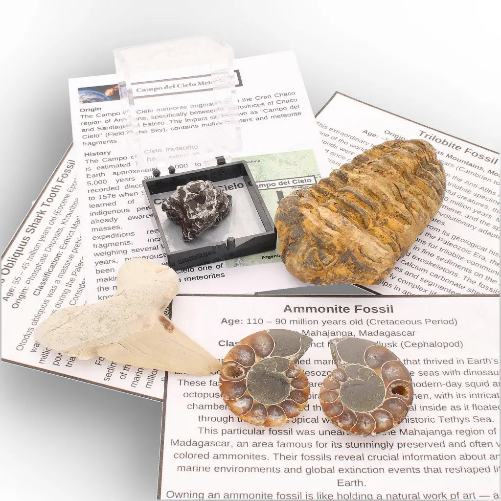 Get your From Ancient Seas to Falling Stars – A Fossil & Meteorite Treasure Chest online now or in store at Forever Gems in Franschhoek, South Africa