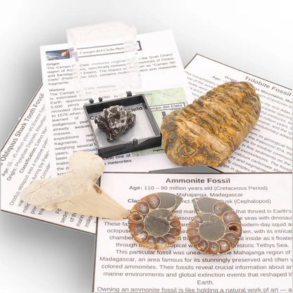 Get your From Ancient Seas to Falling Stars – A Fossil & Meteorite Treasure Chest online now or in store at Forever Gems in Franschhoek, South Africa
