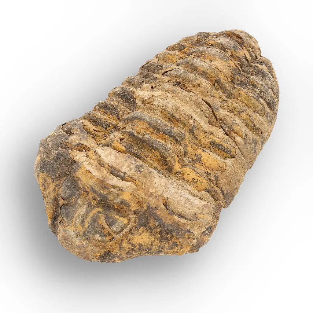 Get your From Ancient Seas to Falling Stars – A Fossil & Meteorite Treasure Chest online now or in store at Forever Gems in Franschhoek, South Africa