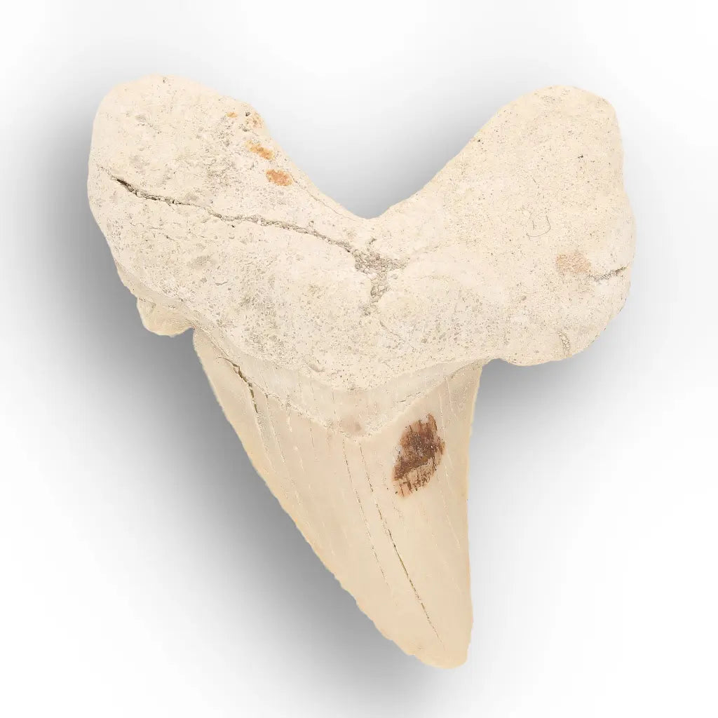 Get your From Ancient Seas to Falling Stars – A Fossil & Meteorite Treasure Chest online now or in store at Forever Gems in Franschhoek, South Africa