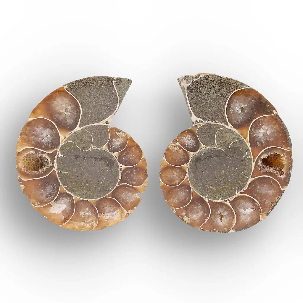 Get your From Ancient Seas to Falling Stars – A Fossil & Meteorite Treasure Chest online now or in store at Forever Gems in Franschhoek, South Africa