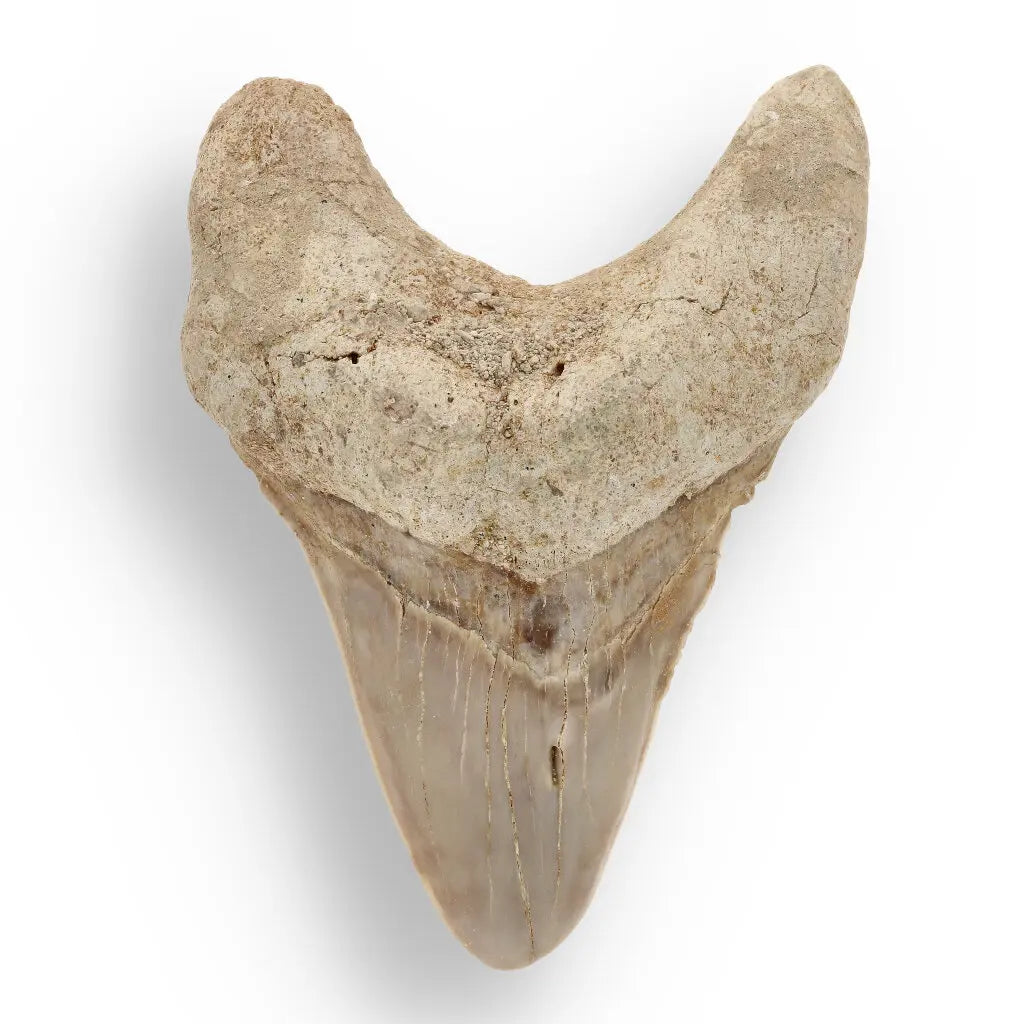 Get your Otodus Obliquus - Quality Shark Tooth from Khouribga Morocco online now or in store at Forever Gems in Franschhoek, South Africa
